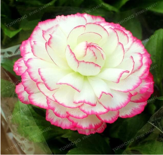 Ranunculus Double Buttercup Flower Seeds for Home Garden