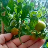 Hanging Tomato Seeds - Cherry Tomato Ideal for Container Gardening, Explosively Juicy Flesh, Combines Ornamental Value