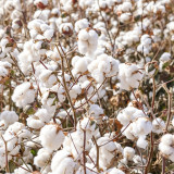 Baimian No.1 Cotton Seeds | High-Quality, Insect-Resistant, Disease-Resistant, High-Yield Mid-Maturing Variety
