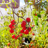 Hanging Tomato Seeds - Cherry Tomato Ideal for Container Gardening, Explosively Juicy Flesh, Combines Ornamental Value