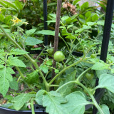 Hanging Tomato Seeds - Cherry Tomato Ideal for Container Gardening, Explosively Juicy Flesh, Combines Ornamental Value