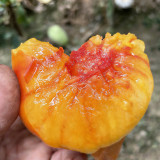 Cocktail Fruit Tomato Seeds - High yielding and easy to grow, with a rich flavor profile perfect for fresh eating and salads