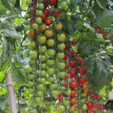 Pearl Falls No. 2 Tomato Seeds – High Yielding, Easy to Grow & Manage, Suitable for All Growers