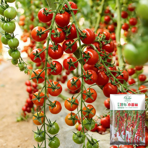 Pearl Falls Tomato Seeds – Rich Sweetness, Strong Disease Resistance, Easy to Grow, High Yielding