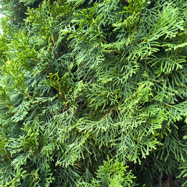 Chinese Arborvitae Seeds - Platycladus orientalis | Sun-Loving, Drought Tolerant, Low-Maintenance