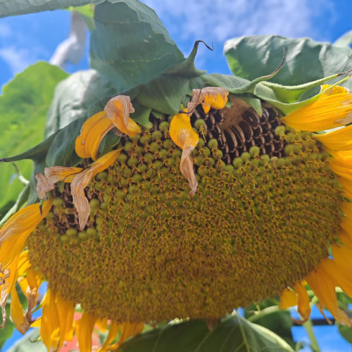 Dwarf Edible Sunflower Seeds – Uniform Plants, Easy to Manage, Drought Tolerant, High-Yielding, Ideal for Garden Planting