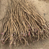 Hedysarum polybotrys Seeds | Hongqi, Perennial Traditional Herbal Medicinal Plant Seeds for Planting