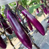 Zilong No.1 Eggplant Seeds for Sale | Early Maturing, Cold Tolerant, Long Purple Fruit Variety