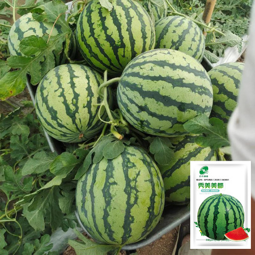 Xiumei Meidu Watermelon Seeds | Tender & Juicy, Excellent Eating Quality, 11–12° Brix, Mid-Maturing Variety