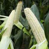Aotiannuo 75 Sweet Waxy Corn Seeds - White Kernels, Glutinous Taste with Moderate Sweetness for Home Garden