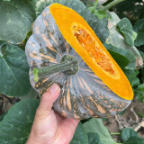 Sweet Dough Millstone Pumpkin Seeds – Premium Quality, Easy to Manage, High Yield, Sweet and Floury Texture