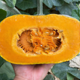 Sweet Dough Millstone Pumpkin Seeds – Premium Quality, Easy to Manage, High Yield, Sweet and Floury Texture