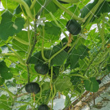 Beibei No.4 Baby Pumpkin Seeds | F1 Hybrid, Early Maturing, Disease Resistant, Sweet Soft Mealy Flesh