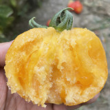Sand-Rind Big Yellow Tomato Seeds - Round, Bright Yellow Tomatoes, Perfect for Market Sales & Home Gardening