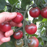 Reinhard Kraft's Purple Sugar Cherry Tomato Seeds | Indeterminate Variety, Rich Flavor, Large Clusters, High Yield