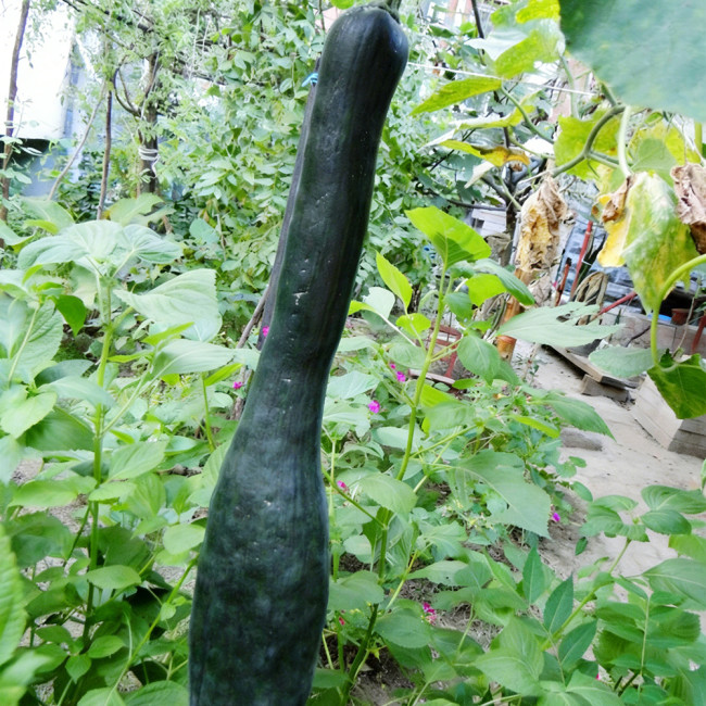 Black Oxleg Black Honey Pumpkin Seeds – Vigorous Growth, High Yield, Orange-Yellow Flesh, Sweet Flavor