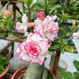 Mixed Color Desert Rose Seeds | Caudex Plant with Swollen Trunk, Elephant Leg Shape, Ideal for Garden Landscaping