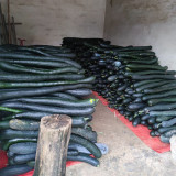 Black Oxleg Black Honey Pumpkin Seeds – Vigorous Growth, High Yield, Orange-Yellow Flesh, Sweet Flavor