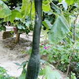 Black Oxleg Black Honey Pumpkin Seeds – Vigorous Growth, High Yield, Orange-Yellow Flesh, Sweet Flavor