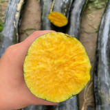Black Oxleg Black Honey Pumpkin Seeds – Vigorous Growth, High Yield, Orange-Yellow Flesh, Sweet Flavor