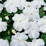 White Impatiens Seeds, Impatiens Seeds, Non-GMO Heirloom Annual Flower