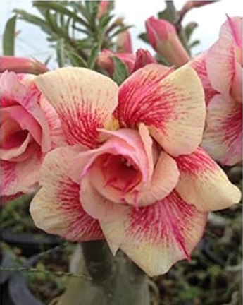Real Adenium Obesum semillas - Bonsai Desert Rose Flower Plant Sementes #1031 - (Color: 2)