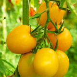 Super Sweet Yellow Peach Fruit Tomato Seeds – High-Yielding, Thin-Skinned & Juicy, Ideal for Home Garden