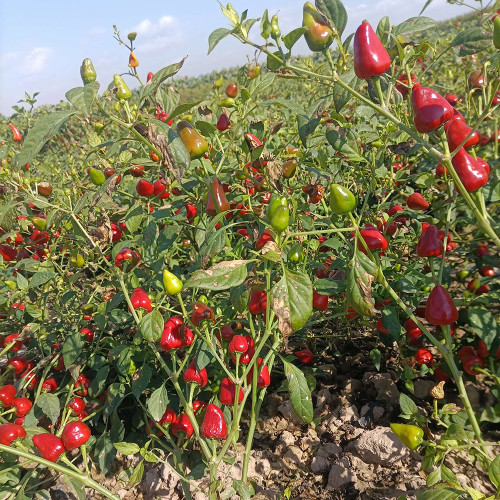 'Yanjiao No.801 Strawberry' Medium Spicy Heaven-facing Chili Hybrid Seeds | Early-Maturing, High-Yield Variety