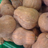 Honey Aroma Mini Pumpkin Seeds – Strong Disease Resistance, Vigorous Growth, Ideal for Home Gardening