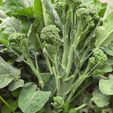 Haiwang Songqing Broccoli Seeds – High-Yield, Cool Climate, Multiple Harvests, Loose Curd, Sweet Crisp Broccoli Variety