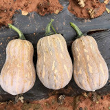 Honey Aroma Mini Pumpkin Seeds – Strong Disease Resistance, Vigorous Growth, Ideal for Home Gardening