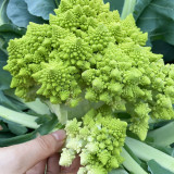 Dutch White Pagoda Cauliflower Seeds – F1 Hybrid, Mid-late Maturity, High Yield, Attractive Curds