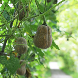 Honey Aroma Mini Pumpkin Seeds – Strong Disease Resistance, Vigorous Growth, Ideal for Home Gardening
