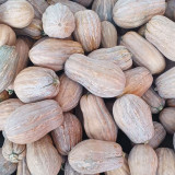 Honey Aroma Mini Pumpkin Seeds – Strong Disease Resistance, Vigorous Growth, Ideal for Home Gardening
