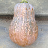 Honey Aroma Mini Pumpkin Seeds – Strong Disease Resistance, Vigorous Growth, Ideal for Home Gardening