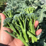 Haiwang Songqing Broccoli Seeds – High-Yield, Cool Climate, Multiple Harvests, Loose Curd, Sweet Crisp Broccoli Variety