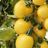 Super Sweet Yellow Peach Fruit Tomato Seeds – High-Yielding, Thin-Skinned & Juicy, Ideal for Home Garden
