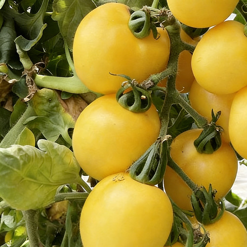 Super Sweet Yellow Peach Fruit Tomato Seeds – High-Yielding, Thin-Skinned & Juicy, Ideal for Home Garden