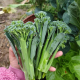 Haiwang Songqing Broccoli Seeds – High-Yield, Cool Climate, Multiple Harvests, Loose Curd, Sweet Crisp Broccoli Variety