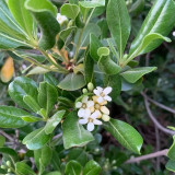 Pittosporum tobira | Fast Growing Evergreen Shrub | Pollution Tolerant & Adaptable for Hedges and Containers
