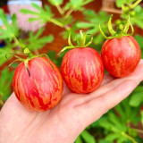 Colorful Roman Fruit Tomato Seeds – Early Maturing, High-Yielding, Soft & Juicy Flesh, Ideal for Fresh Eating