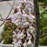 Paulownia fortunei Seeds | Purple Blooms, Large Bell-Shaped Flowers, Fast Growing Empress Tree