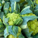 Green Cauliflower Seeds | Early Maturing, High Yield, Drought & Cold Tolerant, Vigorous Growth