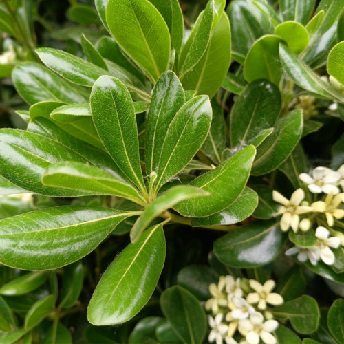 Pittosporum tobira | Fast Growing Evergreen Shrub | Pollution Tolerant & Adaptable for Hedges and Containers
