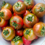 Crisp Sweet Strawberry Tomato Seeds – Early Maturing, High-Yielding, Green Shoulders, Perfect for Tomato Enthusiasts