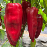 Conical Red Sweet Pepper Seeds – Early Maturity, High Yield, Crisp & Sweet, Disease Resistant, Ideal for Fresh Market