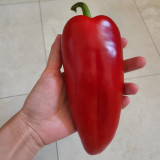 Conical Red Sweet Pepper Seeds – Early Maturity, High Yield, Crisp & Sweet, Disease Resistant, Ideal for Fresh Market