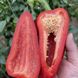 Conical Red Sweet Pepper Seeds – Early Maturity, High Yield, Crisp & Sweet, Disease Resistant, Ideal for Fresh Market