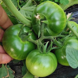 Crisp Sweet Strawberry Tomato Seeds – Early Maturing, High-Yielding, Green Shoulders, Perfect for Tomato Enthusiasts