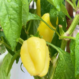 Cream Fruit Sweet Pepper Seeds – Robust Plants, Reliable Yields, Ideal for Home Gardens & Fresh Markets